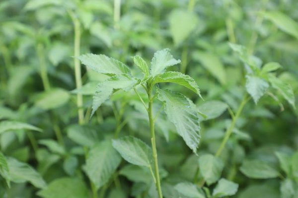 涵星配资 黄麻纳米纤维素变身微塑料的“解毒剂”